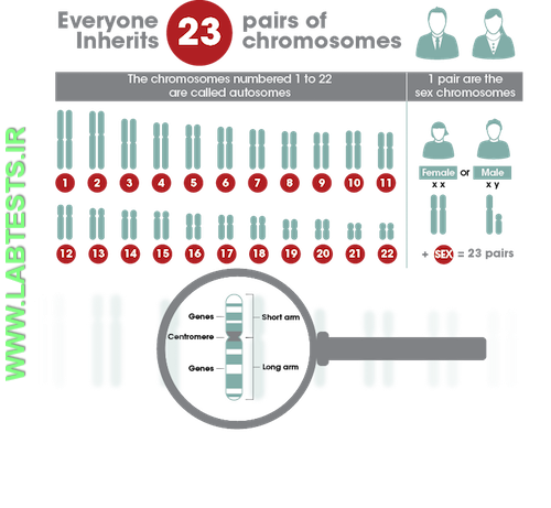 Image of the basics of Genetics