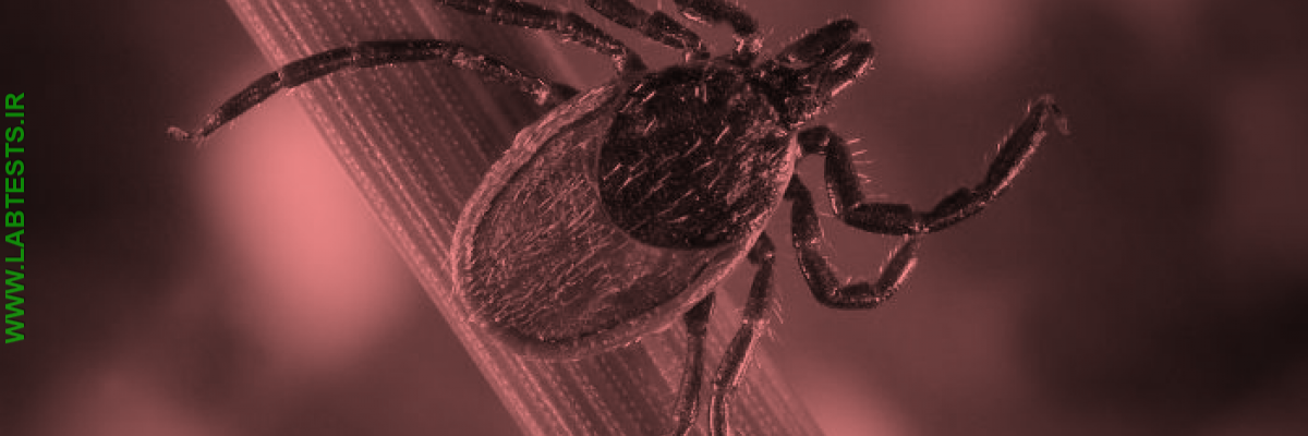 image of tick