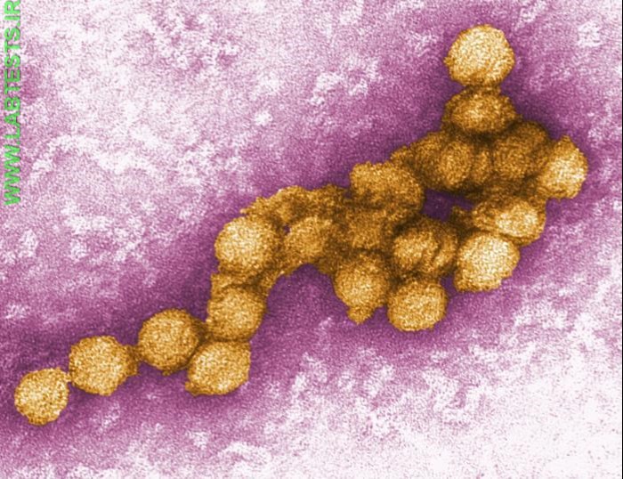 WNV particles
