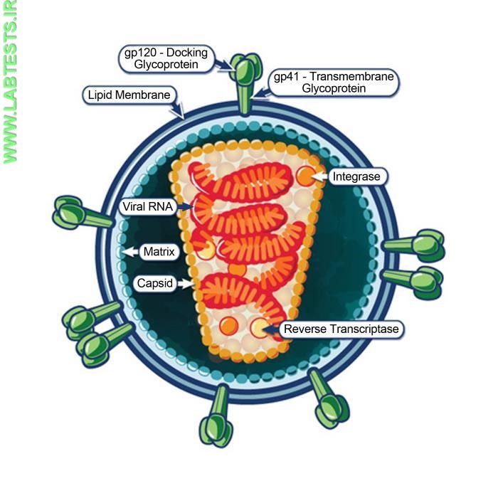 Diagram of HIV particle