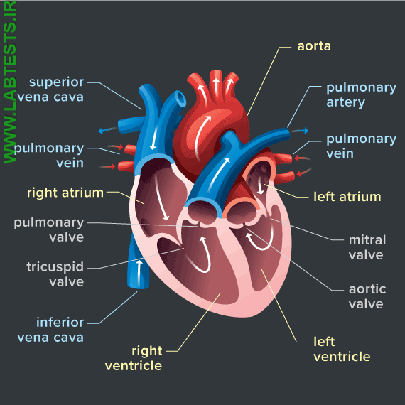 Drawing of the heart