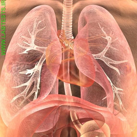 Location of the heart within the chest