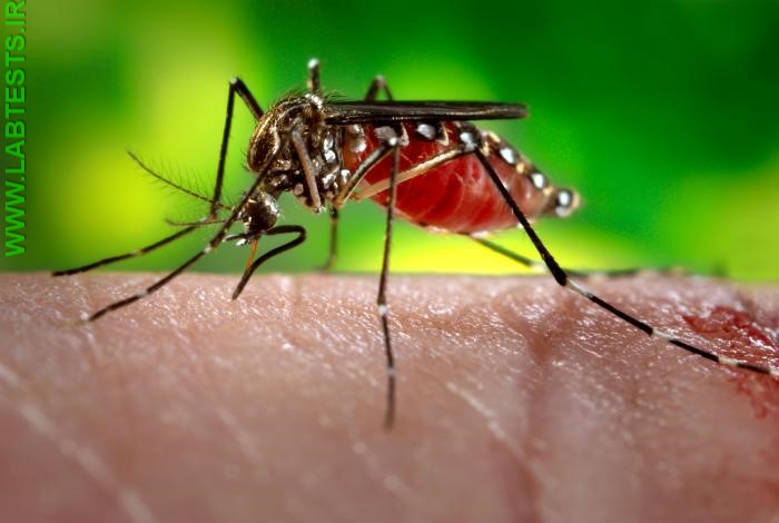 Photo of mosquito
