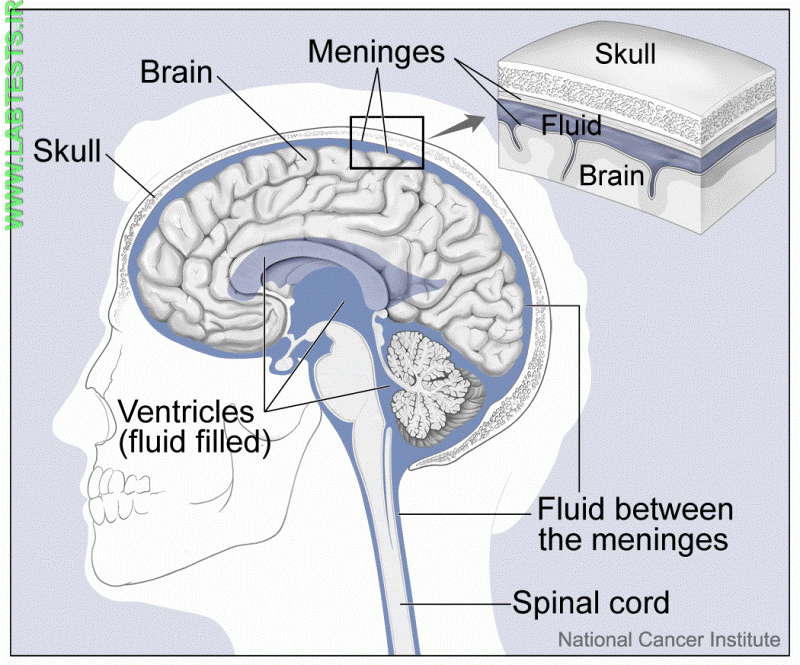The brain and nearby structures