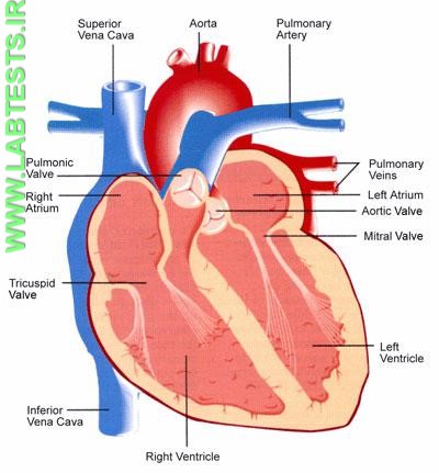 Diagram of the heart