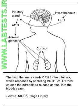 Cortisol feedback system