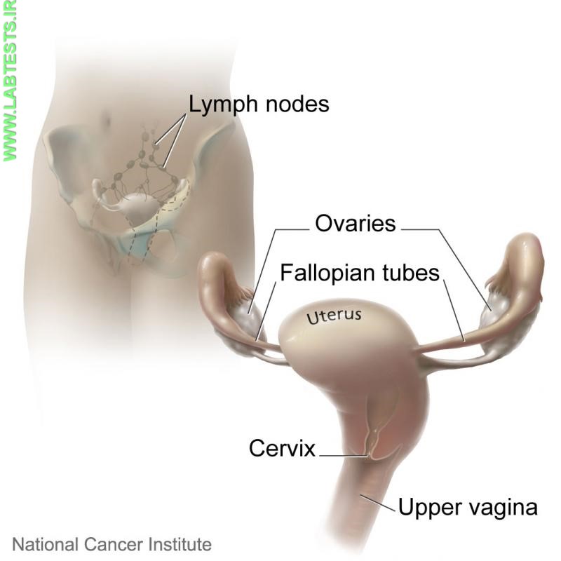 Diagram of the cervix and nearby organs