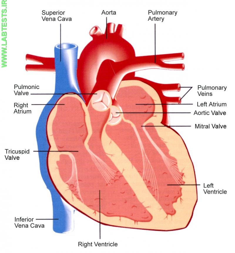 Diagram of the heart