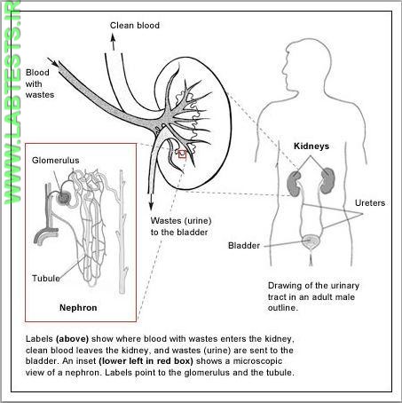 Drawing of kidney and urinary tract