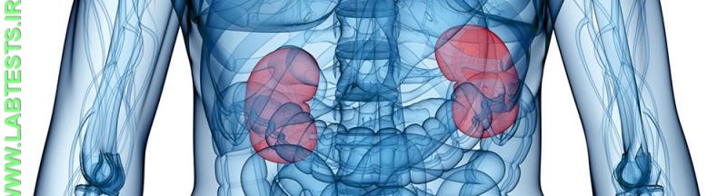 Location of the kidneys