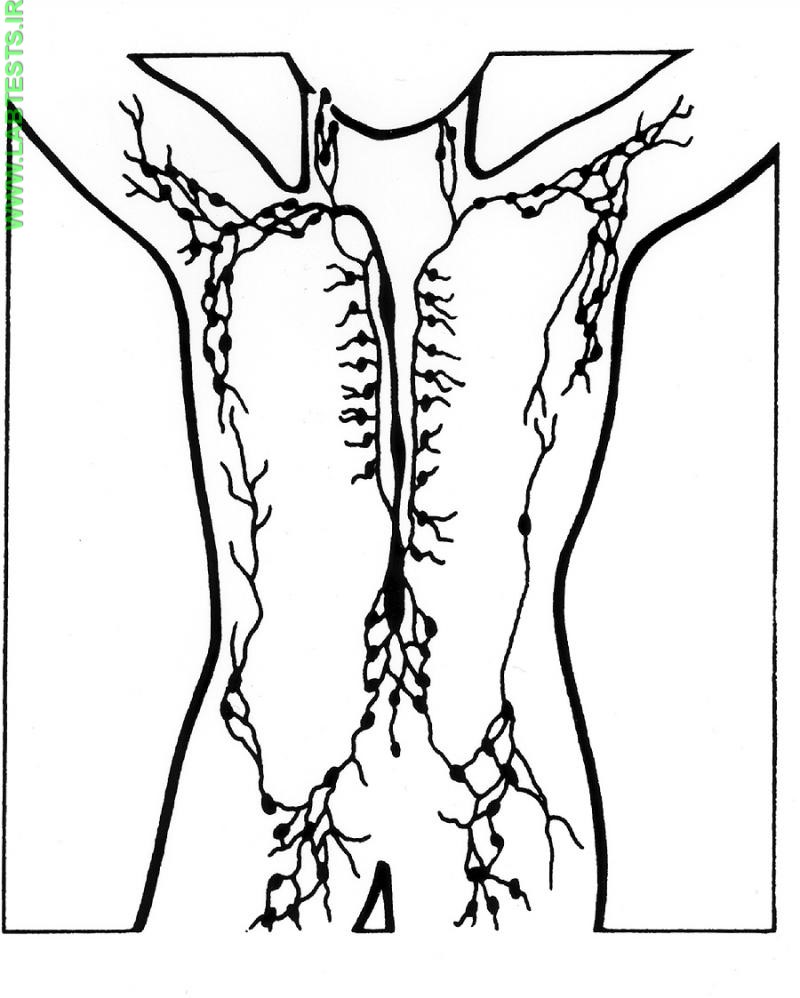 Lymphatic system