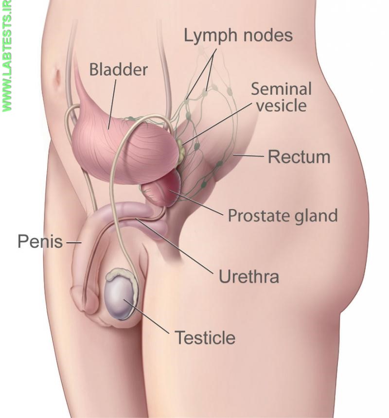 Drawing of male reproductive system