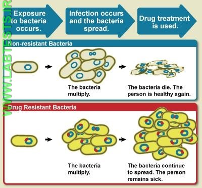 Infographic comparing antibiotic resistant to non-resistant bacteria