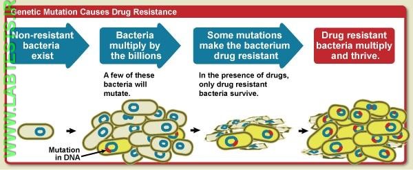 Infographic of gene mutation and antibiotic resistant bacteria
