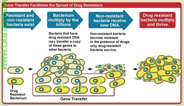 Infographic on transfer of antibiotic resistant gene