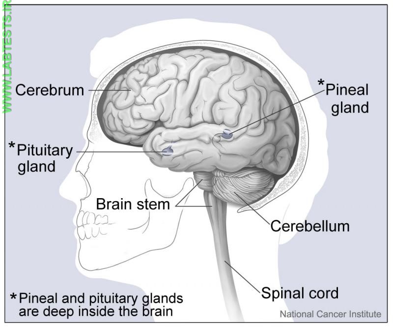 Drawing of pituitary gland within the brain