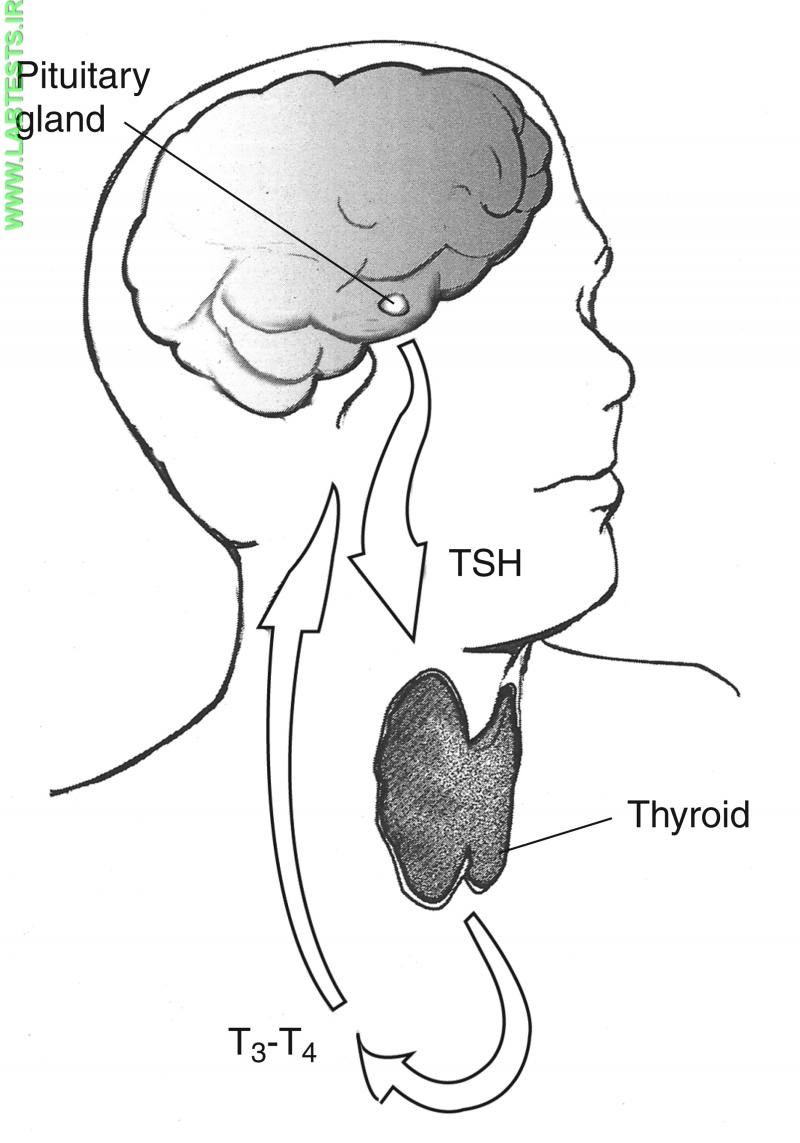 Drawing of pituitary-thyroid feedback system