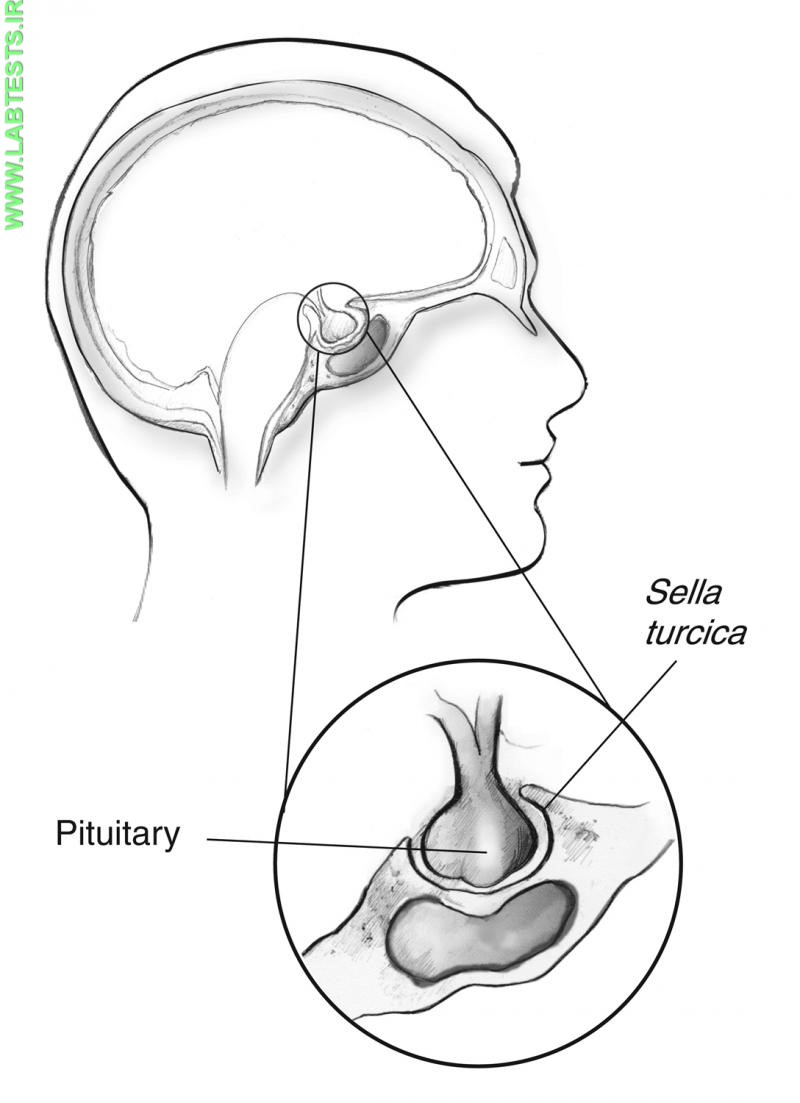 Drawing of pituitary close up