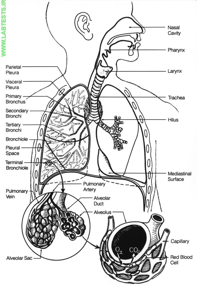 Drawing of the lungs
