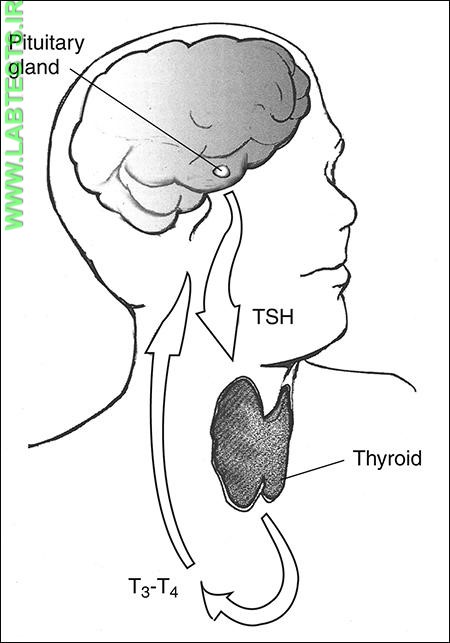 Drawing of thyroid feedback system