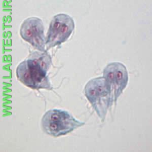 Giardia photo microscopic