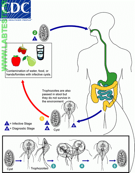Diagram of Giardia lifecycle