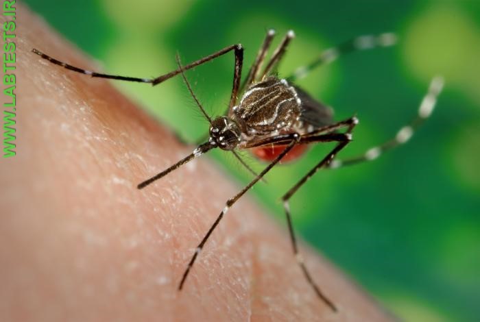 Mosquito biting
