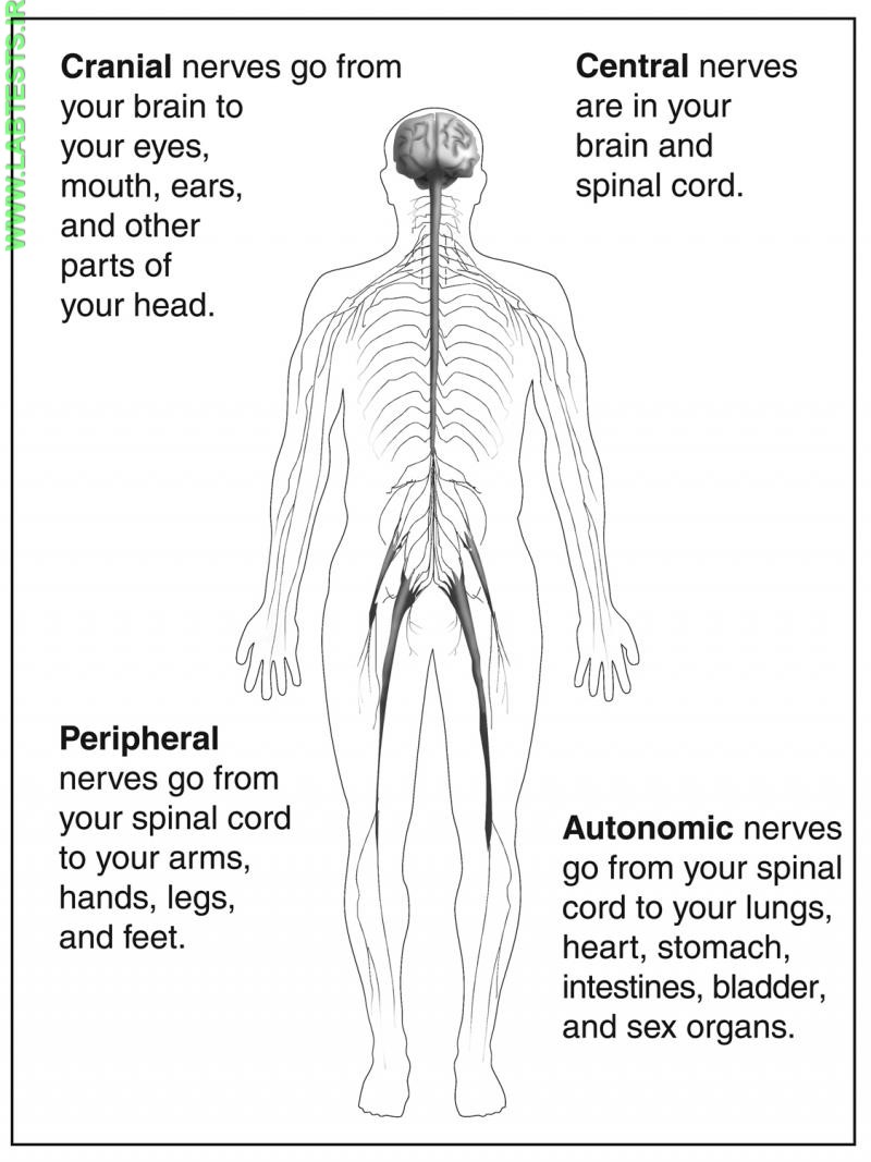 Diagram of the nerves in the body