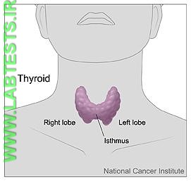 Location of the thyroid
