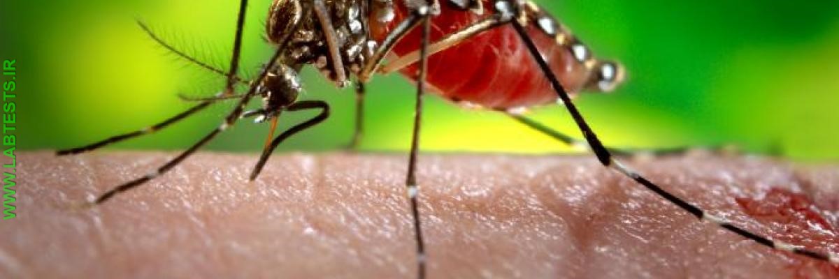 mosquito on a person's arm