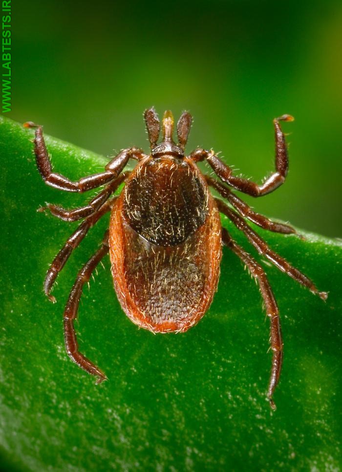 Tick that transmits Lyme disease