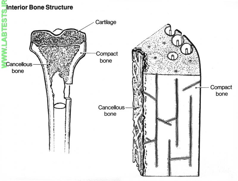 Interior bone structure