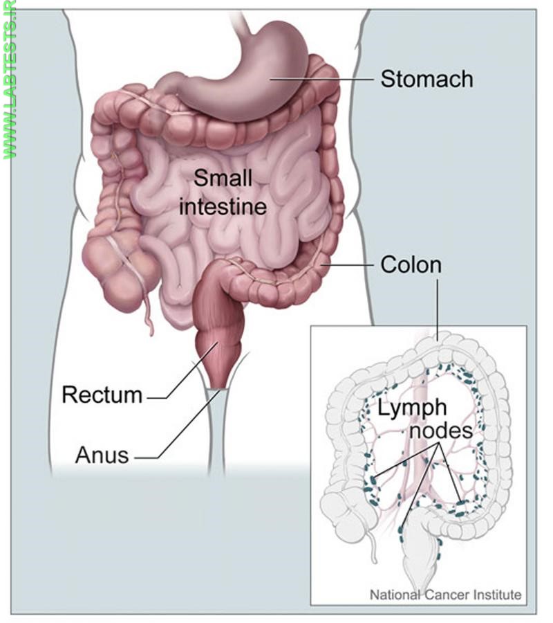 Drawing of the digestive tract