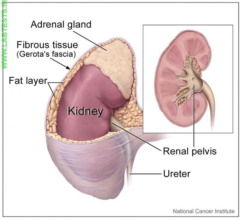 Location of the adrenal gland