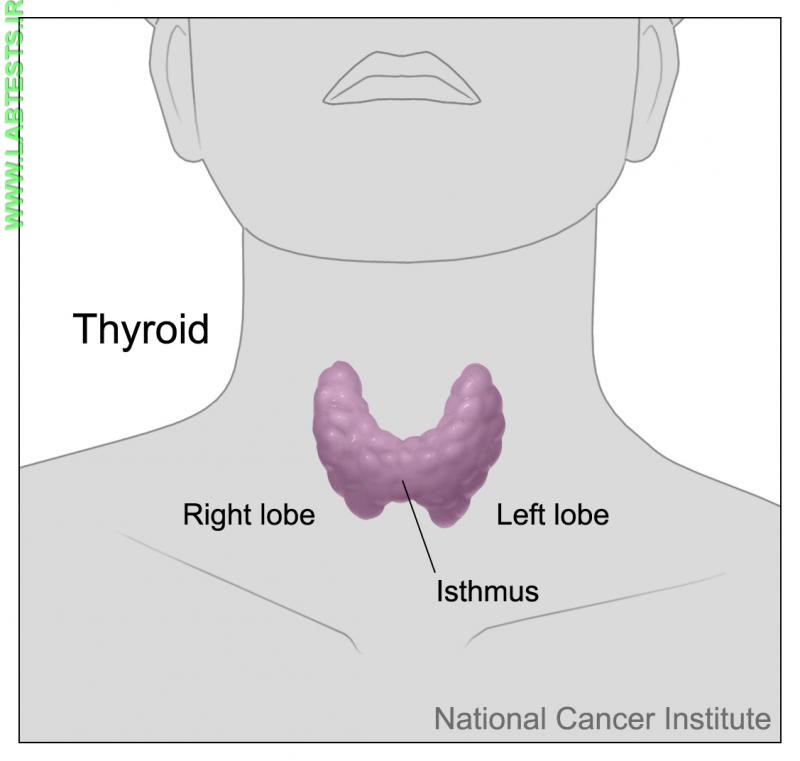 Location of the thyroid