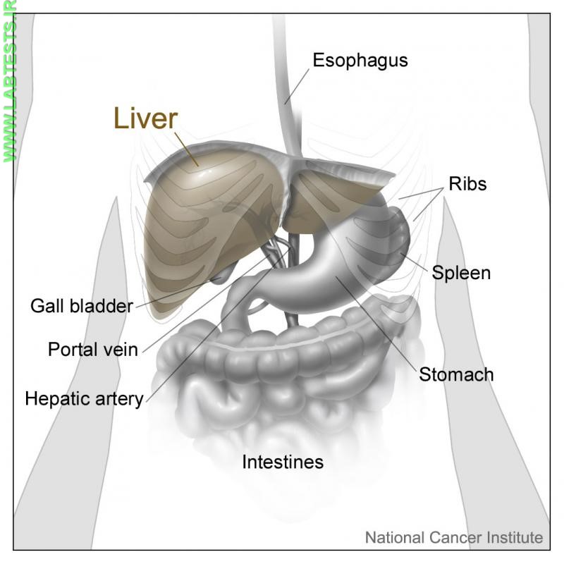 The liver