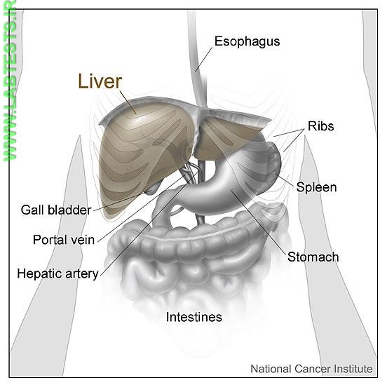 The liver and nearby organs