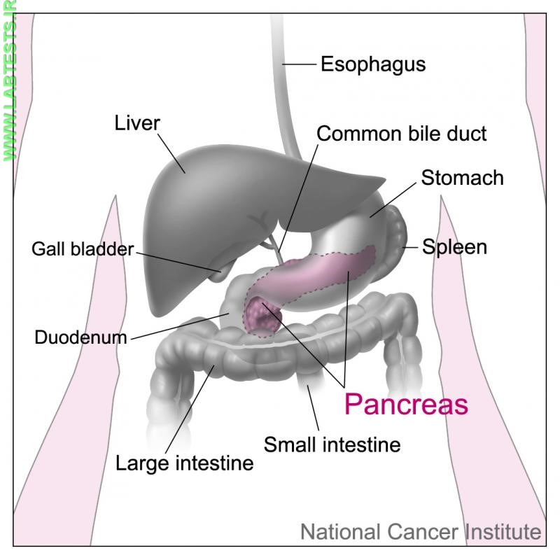 Drawing of the abdomen with the pancreas