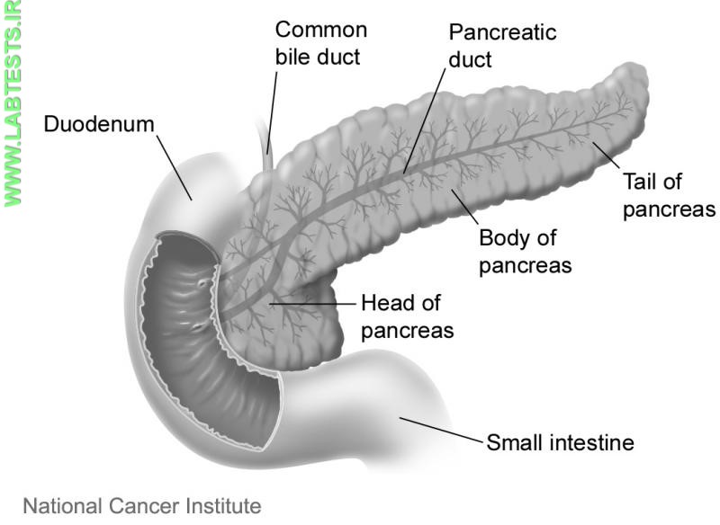 Drawing of pancreas structures