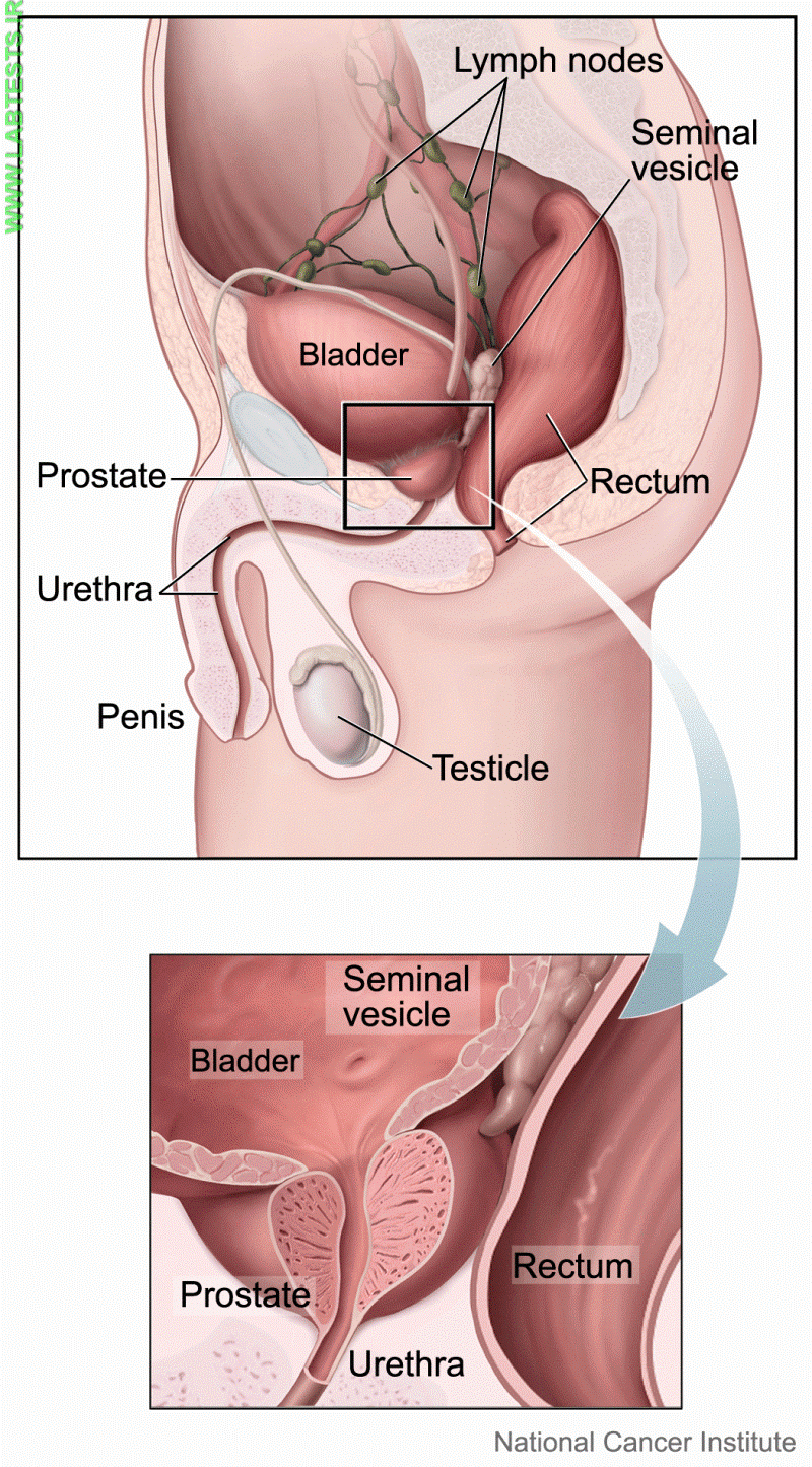 Drawing of the prostate