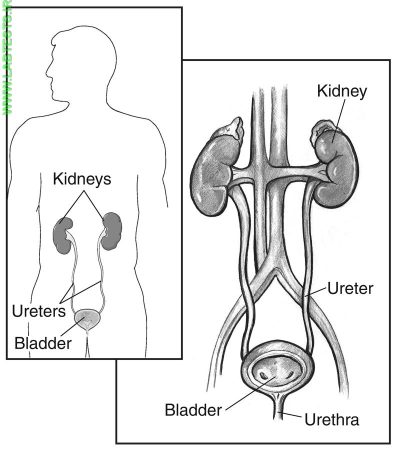 Drawing of the urinary tract