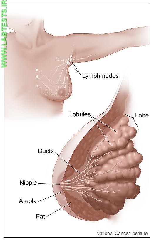 Drawing of the breast and nearby lymph nodes