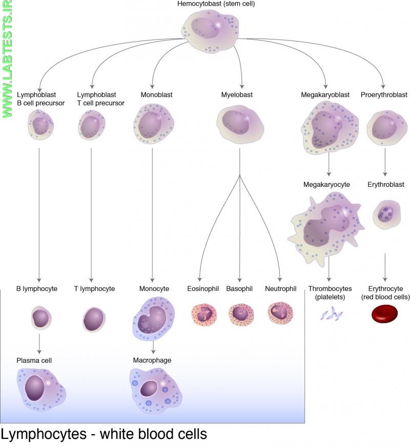 Drawing of various types of cells