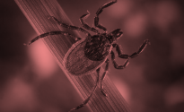 image of tick